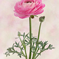 Pink Ranunculus