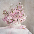 Spring Blossoms