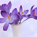 Spring Crocus