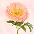 Peony 