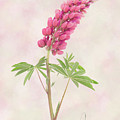 Shy Lupin