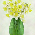 Spring Daffodils