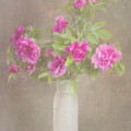 Vintage Rose