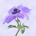 Windflower